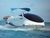 Barcos de visi�n submarina 
