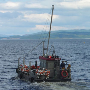 barco profesional barco utilitario 1