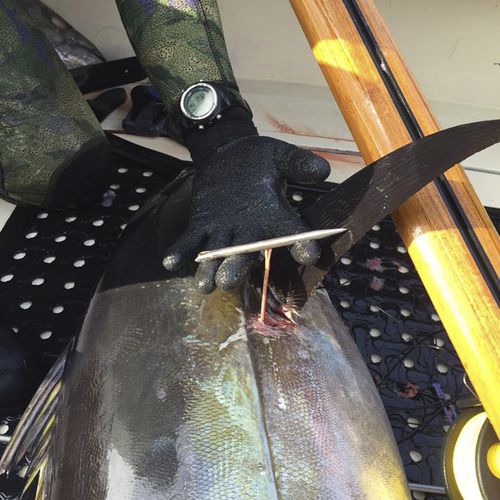 Sujetapeces - Slip Tip - Ulusub Spearfishing Co.
