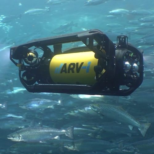 ROV de observación - ARV-i - Boxfish Research