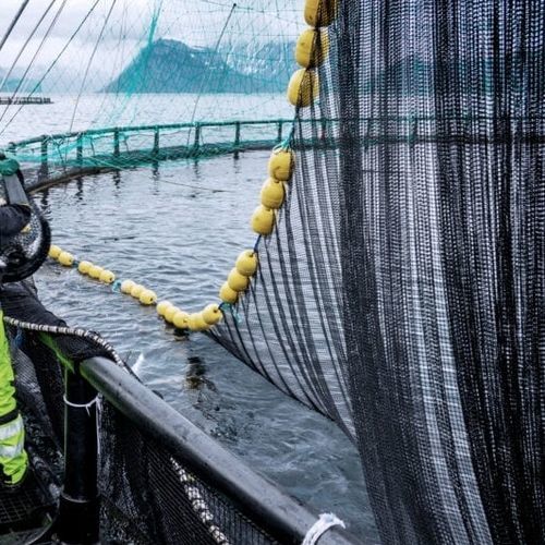 Red para la acuicultura - Vónin - para jaula de pesca