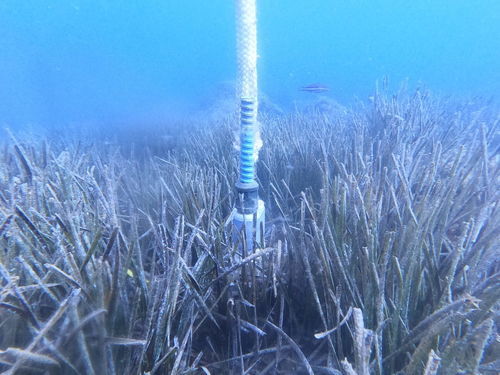 Ancla plana - TEMANO - submarina / de acero inoxidable