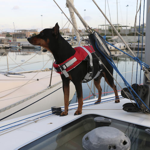 Chaleco de ayuda a la flotabilidad para deportes náuticos - Comfy  - LALIZAS | Life Saving Equipment - para animal doméstico / de espuma / rojo