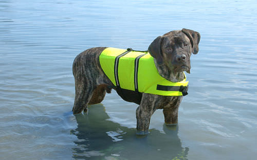 Chaleco de ayuda a la flotabilidad para animal doméstico - Paws Aboard