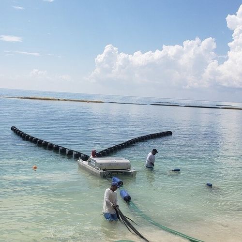 Skimmer de hidrocarburos de banda - Seaweed  - Desmi - para aguas tranquilas