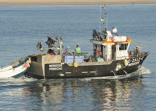Barco profesional de redes de cerco con jareta - 12 - Estaleiros Navais de Peniche - intraborda / GRP / semirrígido