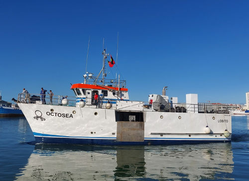 Barco profesional barco de pesca multiusos - OCTOSEA - Estaleiros Navais de Peniche - de composite / para uso polivalente