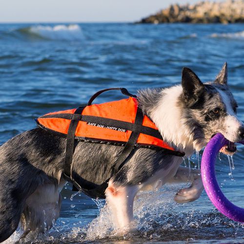 Chaleco de ayuda a la flotabilidad para deportes náuticos - Aquarius - para animal doméstico / de espuma
